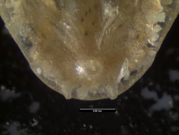 Media type: image;   Herpetology R-125762